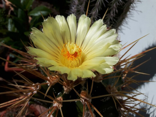 Kvetoucí Astrophytum