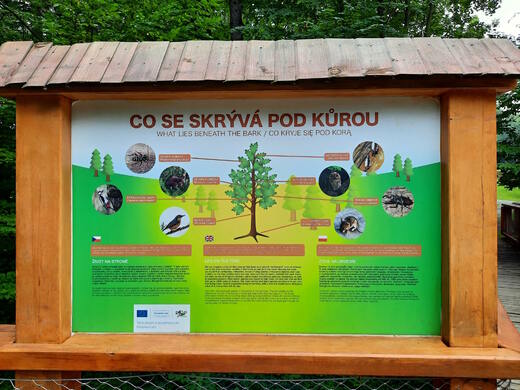 Co se skrývá pod kůrou