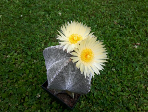 Pěstujeme kaktusy - Astrophytum