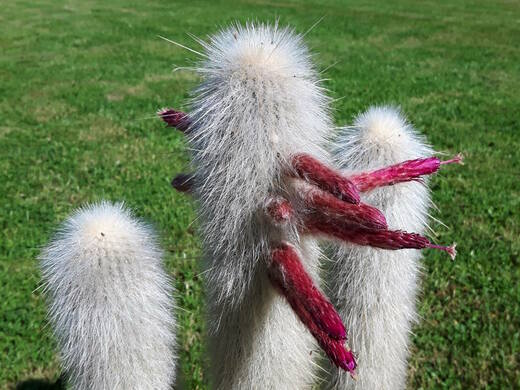 Pěstujeme kaktusy - Cleistocactus strausii