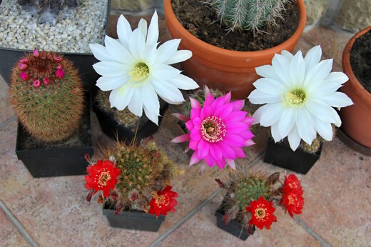 kaktus_echinopsis_IMG_7240.jpg