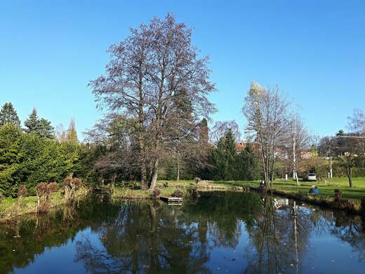 Rybník